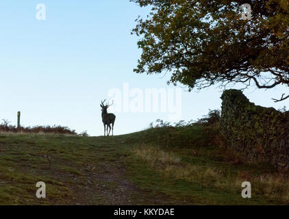 La silhouette d'itinérance libre deer à la country park Banque D'Images