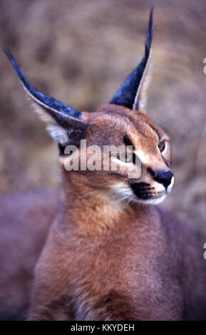 Portrait d'un Caracal caracal (Félix) au Botswana Banque D'Images