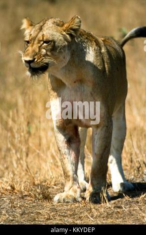 Lion (Panthera leo) après avoir tué dans kruger parc natiional - Afrique du Sud Banque D'Images