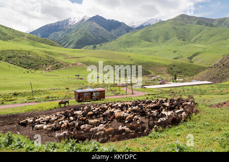 Troupeau de moutons et nomades dans les hauts plateaux près de Bichkek, Kirghizistan. Banque D'Images
