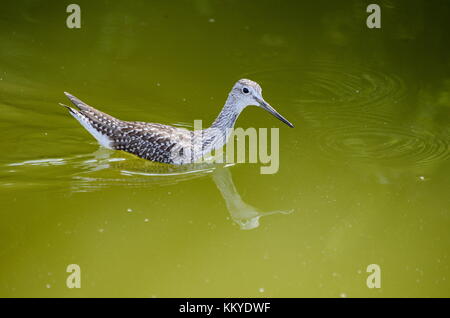 Grand Chevalier oiseau dans l'Ontario. Banque D'Images