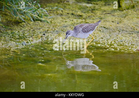Grand Chevalier oiseau dans l'Ontario. Banque D'Images