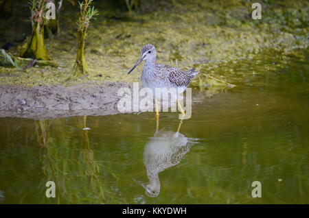 Grand Chevalier oiseau dans l'Ontario. Banque D'Images
