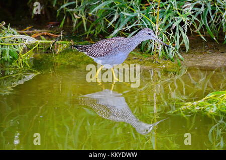 Grand Chevalier oiseau dans l'Ontario. Banque D'Images
