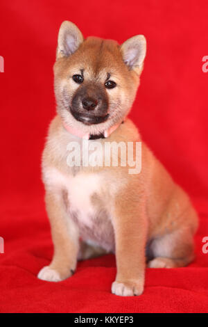 Photo verticale d'un chiot akita inu Banque D'Images