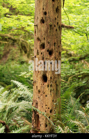 Les trous de pic-bois, arbre, forêt tropicale hoh. L'un des plus grands dans des forêts pluviales tempérées usa, Olympic National Park, États-Unis Banque D'Images