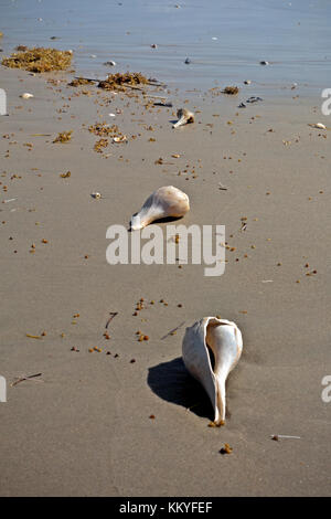 Nc01003...Caroline du Nord - buccin coquilles et coral, fraîchement échouée sur la plage de Cape Lookout dans le Cape Lookout National Seashore. Banque D'Images