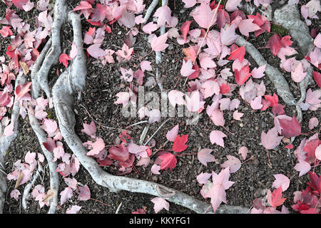 Feuilles roses rouges sur le sol à côté des racines exposées d'un érable dans Portland Oregon États-Unis arbres des États-Unis KATHY DEWITT Banque D'Images