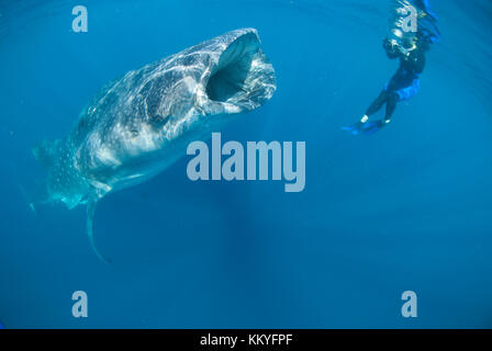 Femme snorkeler photographier un requin-baleine dans la mer des Caraïbes au large de la péninsule du Yucatan au Mexique. Banque D'Images