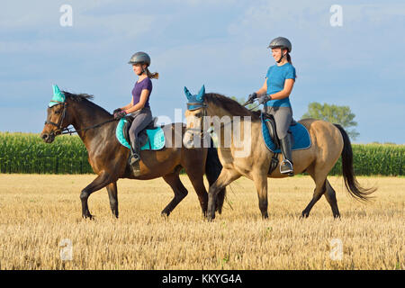 Deux fille sur le dos de poneys équitation allemande à pied dans un champ de chaume Banque D'Images