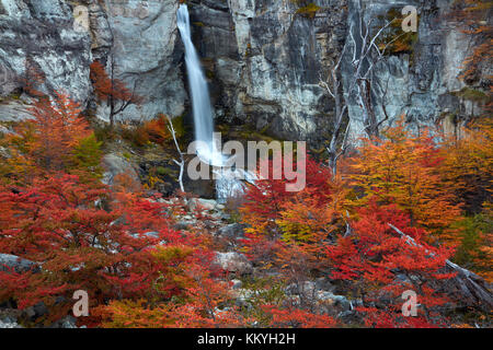 Cascade chorrillo el lenga et arbres en automne, près d'El Chalten, Parque Nacional Los Glaciares, en Patagonie, Argentine, Amérique du Sud Banque D'Images