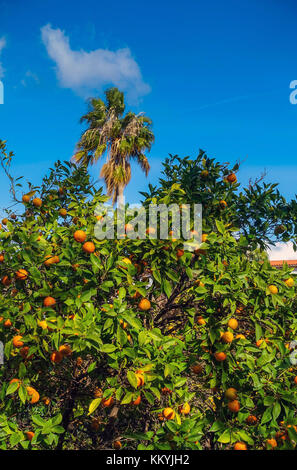 De plus en plus oranges sur l'orange tree, Towm Kos Kos, Grèce Banque D'Images