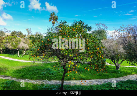 De plus en plus oranges sur l'orange tree, Towm Kos Kos, Grèce Banque D'Images