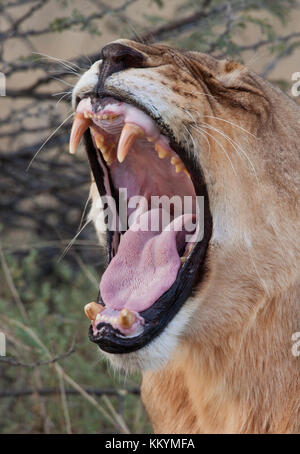 Une lionne bâillements (Panthera leo) dans la région de Savuti du Botswana. Remarque la casse et les dents très usées. Banque D'Images