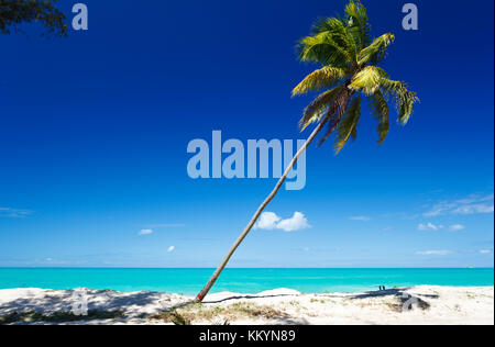 Un seul palmier au une parfaite plage des Caraïbes à Antigua avec ciel bleu. Banque D'Images