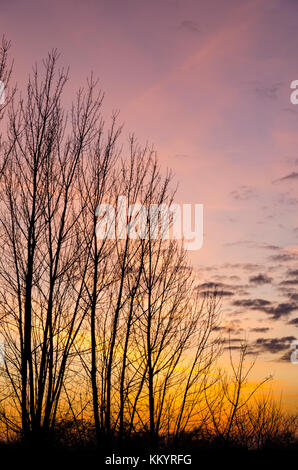 Les arbres dénudés avec coucher du soleil d'automne Banque D'Images