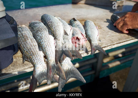 Pêcheur avec une bonne prise de nettoyé et vidé des pan fish sur le comptoir dans une vue en gros plan Banque D'Images