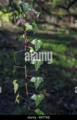 Branche de lierre / Hedera helix pendant vers le bas d'une branche d'arbre en surplomb. Banque D'Images