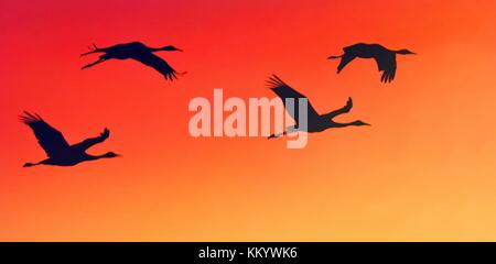 Silhouettes d'un troupeau de grues volant dans le coucher du soleil sur l'état des lacs de San luis de faune le 9 novembre 2017 dans mosca, Colorado. (Photo de patrick myers par planetpix) Banque D'Images