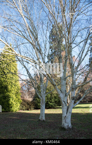 Le Betula utilis var. jacquemontii à Langley Park Arboretum. Banque D'Images