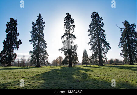 Séquoias géants à Langley Park Country Park, Buckinghamshire, Angleterre Banque D'Images