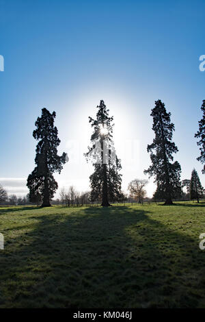 Séquoias géants à Langley Park Country Park, Buckinghamshire, Angleterre Banque D'Images