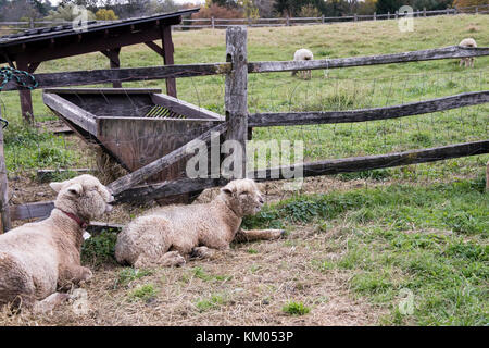 Moutons dans les enclos clôturé dans la basse-cour de campagne aux beaux jours. Banque D'Images