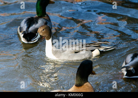 [Le Canard pilet Anas acuta]. Central Park, NYC. Banque D'Images