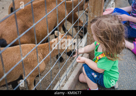 Une petite fille se nourrit des chèvres à un zoo pour enfants Banque D'Images