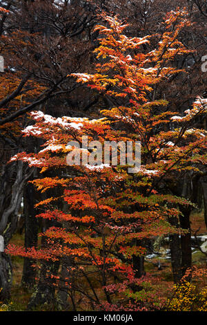Forêt de lenga sur la voie à la Laguna de los tres, Parque Nacional Los Glaciares (zone du patrimoine mondial), Patagonie, Argentine, Amérique du Sud Banque D'Images