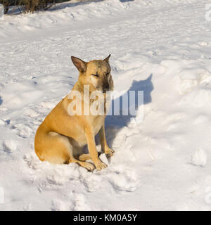 Race mixte mignon chien errant de cicatrices reçues en combats de chiens de rue se détendre sous le soleil d'hiver tout en restant assis sur la neige Banque D'Images
