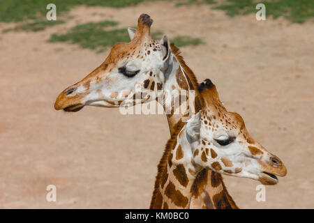 Détail de deux rothschildi girafe national reserve Banque D'Images