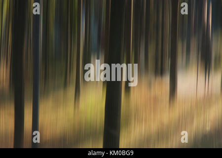 Flou doux et lisse les troncs des arbres dans la forêt , paysage détail onirique Banque D'Images