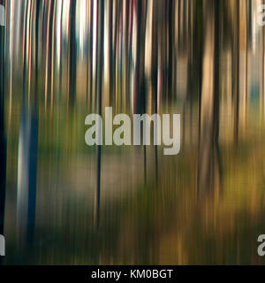 Les troncs d'arbre lisse floue dans la forêt avec lumière du soleil étrange, paysage abstrait onirique détail Banque D'Images