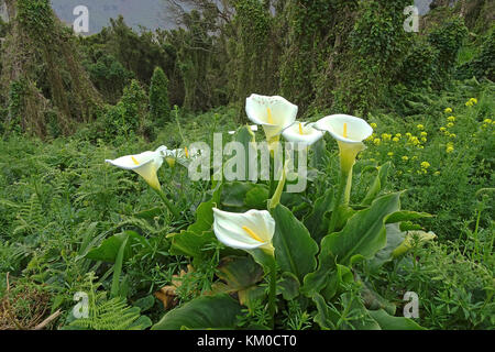 D'arum, calla Zantedeschia aethiopica (), montagnes d'Anaga, au nord-est de l'île de Tenerife, îles de canaries, espagne Banque D'Images