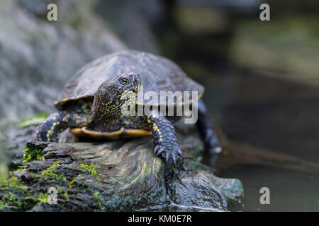 Sumpfschildkroete Europaeische Emys orbicularis, tortue de l'Européenne Banque D'Images