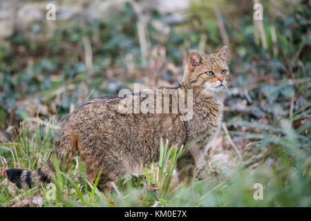 Europaeische Wildkatze ,Felis silvestris, Chat Sauvage Européen Banque D'Images