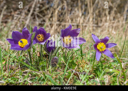 Gewoehnliche Kuechenschellen, Pulsatilla vulgaris, Pasque flower Banque D'Images