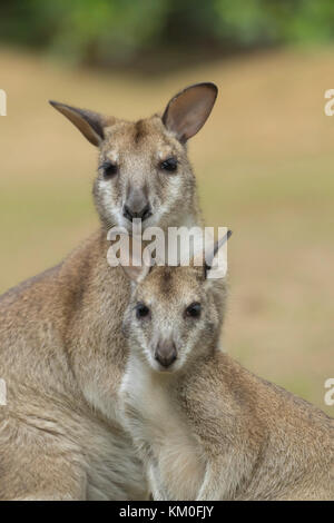 Wallaby Agile (Macropus agilis) Mère et enfant, Daintree, Queensland, Australie Banque D'Images