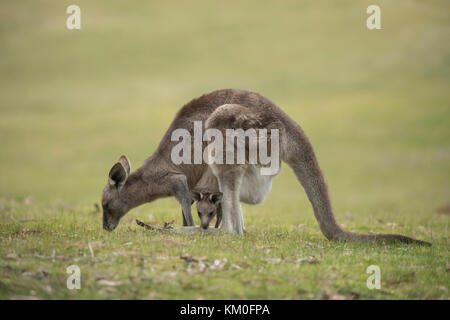 Le kangourou gris (Macropus giganteus) adulte et bébé joey dans sa pochette d'Anglesea, mères, Victoria, Australie Banque D'Images