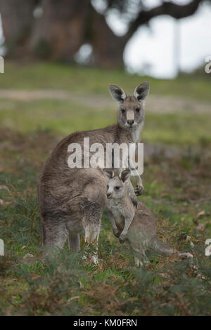 Le kangourou gris (Macropus giganteus) adulte et bébé joey, Rivier, Victoria, Australie Banque D'Images