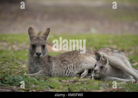 Le kangourou gris (Macropus giganteus) adulte et bébé joey dans sa pochette d'Anglesea, mères, Victoria, Australie Banque D'Images