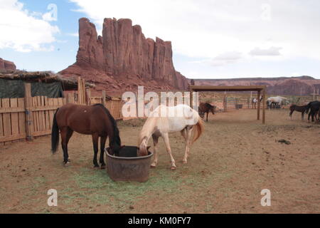 L'alimentation des chevaux à partir d'un seau à Monument Valley Navajo Tribal Park. Banque D'Images