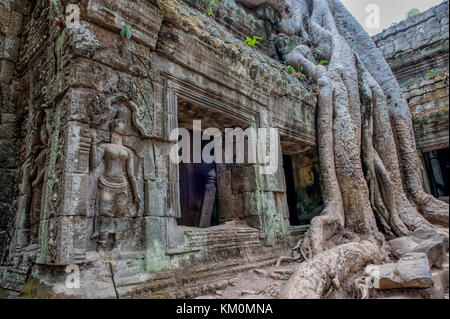 Ta Prohm à Siem Reap, Cambodge. Cet ancien monastère bouddhiste construit par Jayavarman VII à la 12 et 13 ème siècle a été plus tard l'emplacement pour le film t Banque D'Images