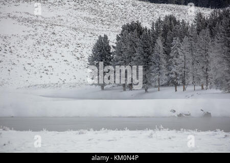 Snow entoure la rivière Yellowstone dans l'Hayden Valley, dans le parc national de Yellowstone en hiver novembre 15, 2017 dans le Wyoming. (Photo de jacob w. Frank via planetpix) Banque D'Images