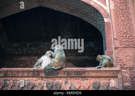 Les singes du fort d'agra, monument de l'Inde situé à Agra, Uttar Pradesh. Banque D'Images