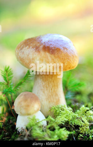 Dans la forêt de champignons boletus Banque D'Images