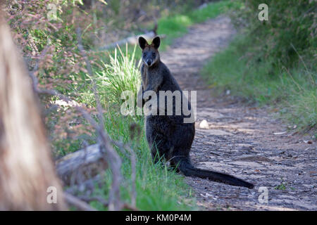Wallaby noir pivote à regarder derrière au bord de piste forestiers à Victoria en Australie Banque D'Images