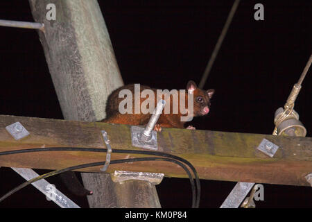 Possum brushtail commune sur haut de poteau électrique de nuit dans le Queensland en Australie Banque D'Images