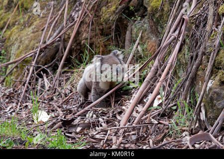 Le Koala sur une descente vers le terrain rare dans son habitat naturel, le parc national Great otway australie victoria Banque D'Images